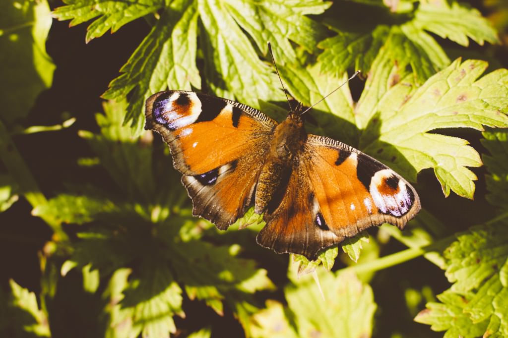 2014-11-02-Metzingen-DW-2206