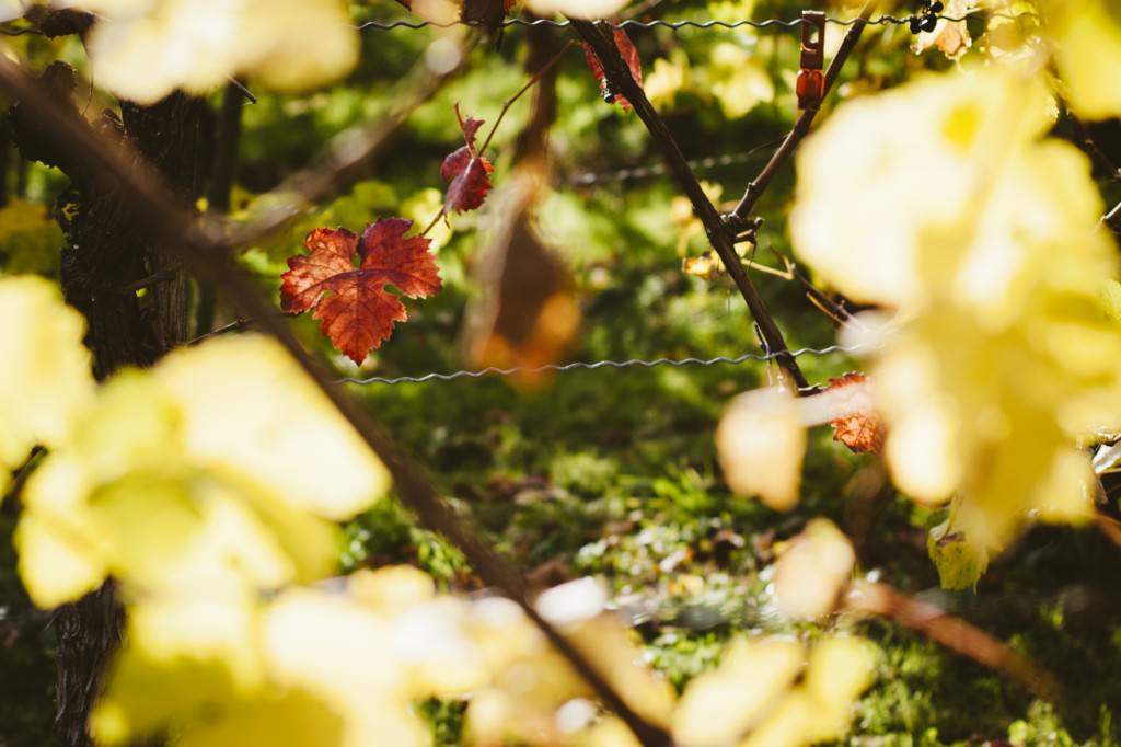 2014-11-02-Metzingen-DW-2209