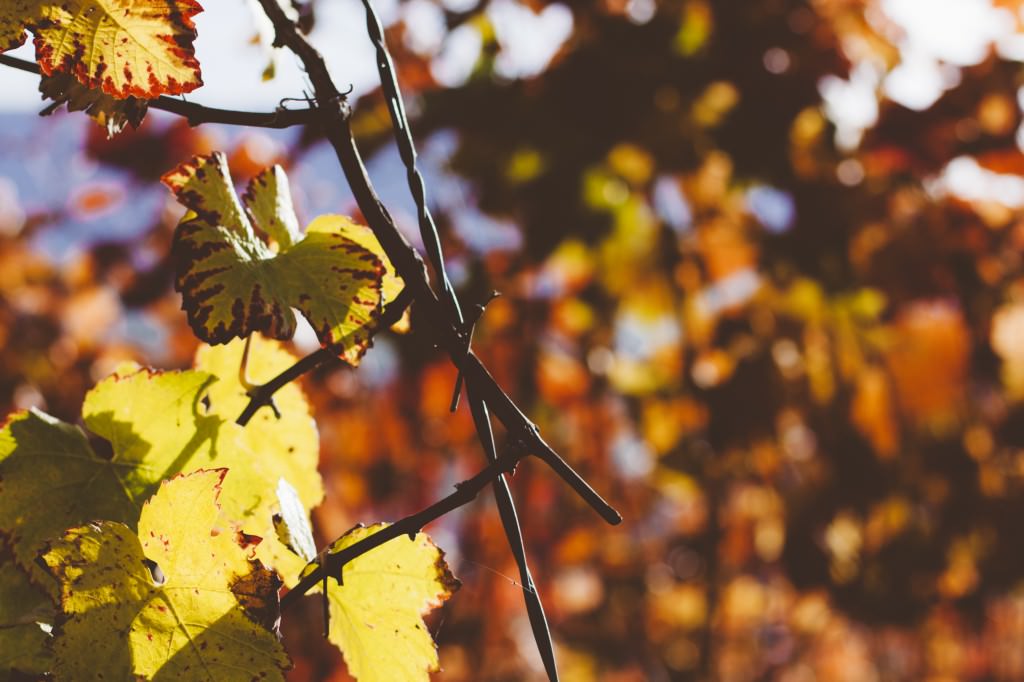 2014-11-02-Metzingen-DW-2219